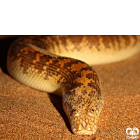 گونه مار بوآی شنی خوزستان Arabian Sand Boa